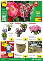 Hortensie im Hagebaumarkt Prospekt in Pinneberg Aktueller Hagebaumarkt Prospekt mit Hortensie, "FREU DICH AUF DEINE VOLLE LADUNG GARTEN", Seite 5
