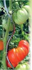 Aktuelle Tomaten Angebote bei Zimmermann in Hannover Aktuelles Tomatenspirale Angebot bei Zimmermann in Hannover ab 0,69 €