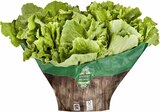 Aktuelle Salat Angebote bei E center in Frankfurt (Main) Aktuelles Demeter-Endivien Angebot bei E center in Frankfurt (Main) ab 2,49 €