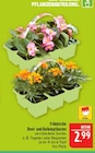 Marktkauf Saalfeld - Fränkische Beet- und Balkonpflanzen Angebot im Prospekt Fränkische Beet- und Balkonpflanzen bei Marktkauf im Saalfeld Prospekt für 2,99 €