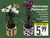 Mini Orchidee „Phalaenopsis“ im EDEKA Prospekt Mini Orchidee „Phalaenopsis“ von im aktuellen EDEKA Prospekt für 5,99 €