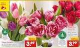 Tulpen Harlekin Angebote bei Netto Marken-Discount Oberhausen für 3,69 €
