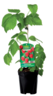Arbuste fruitier - FINEST GARDEN en promo chez Norma Arbuste fruitier - FINEST GARDEN dans le catalogue Norma