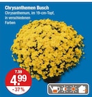 Chrysanthemen Busch für 4,99 € bei V-Markt im Angebot Chrysanthemen Busch im aktuellen V-Markt Prospekt