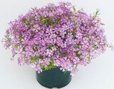 Phlox Staude Angebote bei Netto mit dem Scottie Stendal für 1,99 €