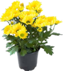 Aktuelles Chrysantheme Angebot bei OBI in Nürnberg ab 1,29 €