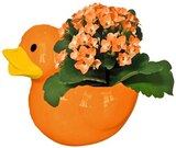 Bepflanzte Ente im Angebot bei REWE in Regensburg Bepflanzte Ente Angebote bei REWE Regensburg für 4,44 €