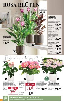 Kletterpflanzen Angebot im aktuellen Dehner Garten-Center Prospekt auf Seite 10