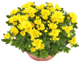 Chrysanthemen-Schale im Kaufland Prospekt Chrysanthemen-Schale im aktuellen Kaufland Prospekt für 4,99 €