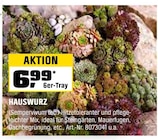 HAUSWURZ im OBI Prospekt HAUSWURZ von im aktuellen OBI Prospekt für 6,99 €