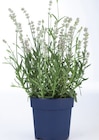 Lavande angustifolia - Lidl à Neuilly-sur-Seine Lavande angustifolia en promo chez Lidl Neuilly-sur-Seine à 3,19 €