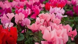 Gamm vert Casteljaloux - Promo Mini-cyclamen Promo Mini-cyclamen à 2,49 € dans le catalogue Gamm vert à Casteljaloux