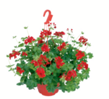 Sommerblumen-Ampel Angebote bei toom Baumarkt Singen für 12,99 €