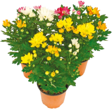 Chrysanthemen* bei NETTO mit dem Scottie in Cottbus Chrysanthemen* im Angebot bei NETTO mit dem Scottie Cottbus für 1,69 €
