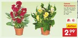 Celosia Hahnenkamm im Angebot bei Netto Marken-Discount in Göttingen Celosia Hahnenkamm Angebote bei Netto Marken-Discount Göttingen für 2,99 €