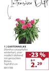 Dehner Garten-Center Heiligenroth - GARTENNELKE Angebot im Prospekt GARTENNELKE bei Dehner Garten-Center im Heiligenroth Prospekt für 2,29 €