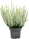 Besenheide im Angebot bei REWE in Bochum Besenheide Angebote bei REWE Bochum für 1,49 €