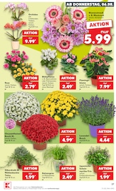 Blumen im Kaufland Prospekt in Eberswalde Aktueller Kaufland Prospekt mit Blumen, "Hier bin ich richtig", Seite 36