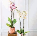 Orchidée 2 Tiges en promo chez Super U Perpignan à 11,99 €