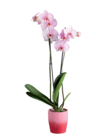 Orchidée royale en pot céramique en promo chez Lidl Cherbourg-Octeville à 16,99 €
