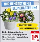 Bellis-Gänseblümchen, Frühlingsprimeln, Hornveilchen bei E center im Senden Prospekt für 1,49 €