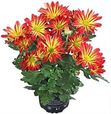 Chrysanthemen 1 Trieber bei Kaufland in Düren Chrysanthemen 1 Trieber im Angebot bei Kaufland Düren für 0,99 €