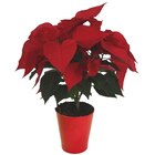 Poinsettia à Carrefour dans Le Palais