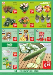 Aktueller Marktkauf Prospekt mit Pflanzen, "AUSWAHL RIESIG, PREISE NIEDRIG", Seite 11