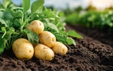 Aktuelle Kartoffeln Angebote bei EDEKA in Hamburg Aktuelles Speisekartoffeln festkochend Angebot bei EDEKA in Hamburg ab 1,99 €