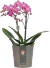 Orchidee (Phalaenopsis Multiflora „Mimesis“) Angebote bei Globus-Baumarkt Duisburg für 9,99 €