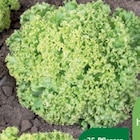 Hornbach - Bio-Salate und -Feldgemüse Angebot im Prospekt Bio-Salate und -Feldgemüse bei Hornbach im Prospekt "" für 1,99 €