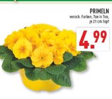 Aktuelles Primeln Angebot bei Marktkauf in Bochum ab 4,99 €
