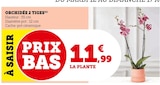 Orchidée 2 Tiges - U Express à Pau Orchidée 2 Tiges en promo chez U Express Pau à 11,99 €