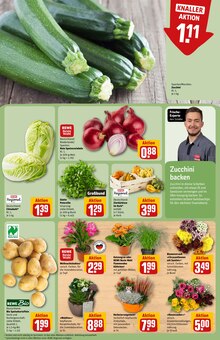Blumentopf im REWE Prospekt "Dein Markt" mit 34 Seiten (Offenbach (Main))