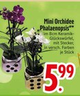 Mini Orchidee Phalaenopsis im EDEKA Prospekt Mini Orchidee Phalaenopsis von im aktuellen EDEKA Prospekt für 5,99 €