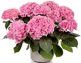 Aktuelles Hortensie 'Early Seasons' Angebot bei Hagebaumarkt in Regensburg ab 19,99 €