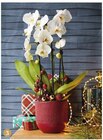 Truffaut - Composition Phalaenopsis cascade 2 tiges avec décors : offre du catalogue Promo Composition Phalaenopsis cascade 2 tiges avec décors à 32,99 € dans le catalogue Truffaut ""