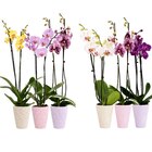 Orchidée - Carrefour à Montreuil Orchidée en promo chez Carrefour Montreuil à 9,99 €