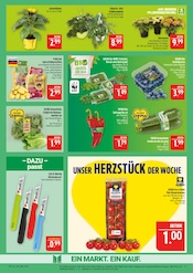 Aktueller Marktkauf Prospekt mit Hortensie, "AUSWAHL RIESIG, PREISE NIEDRIG", Seite 9