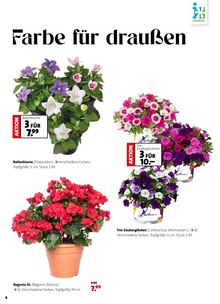 Pflanzen im Intratuin Hildesheim Prospekt "Ein Sommer voller Blumen" mit 8 Seiten (Hannover)
