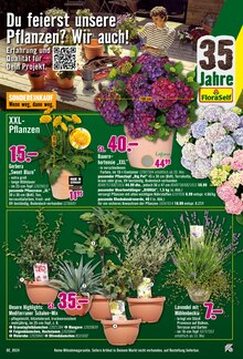 Gartenpflanzen im Hornbach Prospekt "Den besten Preis kann nur der geben, der ihn wirklich hat." mit 34 Seiten (Solingen (Klingenstadt))