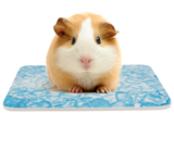 Plateau rafraîchissant petits rongeurs - TRIXIE en promo chez Animalis Plateau rafraîchissant petits rongeurs - TRIXIE dans le catalogue Animalis