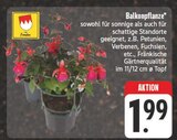 Balkonpflanze Angebote von Franken bei E center Chemnitz für 1,99 €