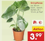 Aktuelles Grünpflanze Angebot bei Netto Marken-Discount in Bielefeld ab 3,99 €