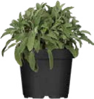 Globus-Baumarkt St. Wendel - Mediterrane Gewürzkräuter Angebot im Prospekt Mediterrane Gewürzkräuter bei Globus-Baumarkt im St. Wendel Prospekt für 2,99 €