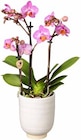Schmetterlingsorchidee inklusive Keramiktopf (Phalaenopsis Kolibri) für 12,99 € bei Pflanzen Kölle im Angebot Schmetterlingsorchidee inklusive Keramiktopf (Phalaenopsis Kolibri) im aktuellen Pflanzen Kölle Prospekt