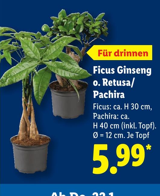 Ficus Ginseng o. Retusa/Pachira