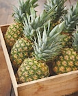 Intermarché Roussillon - Promo Ananas Promo Ananas à 1,49 € dans le catalogue Intermarché à Roussillon