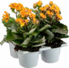 Kalanchoé Unicolore à 6,99 € dans le catalogue Botanic