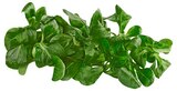 Aktuelle Gemüse Angebote bei REWE in Pforzheim Aktuelles Bio Feldsalat Angebot bei REWE in Pforzheim ab 1,29 €